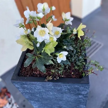 Appartamento Rheinwein 1 