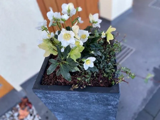 Apartamento Rheinwein 1 