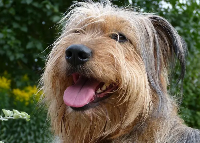 Apartamento Rheinwein 1 